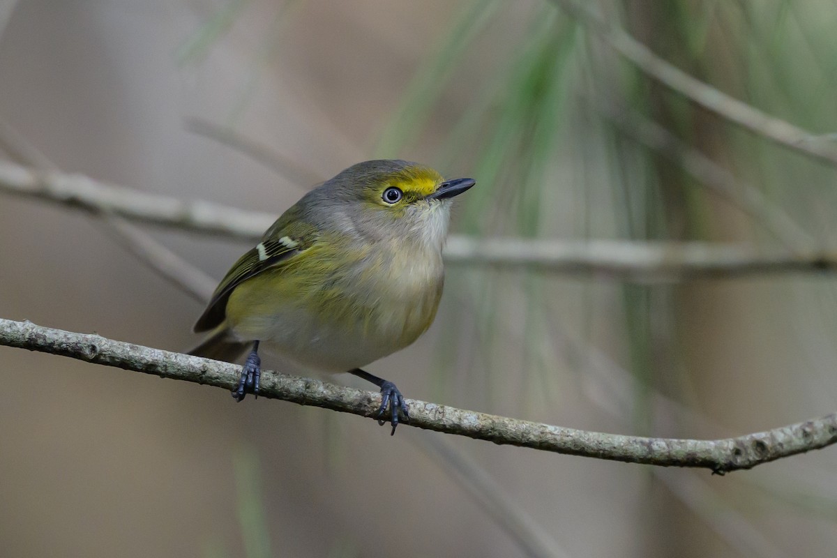 zelenáček bělooký - ML646078316