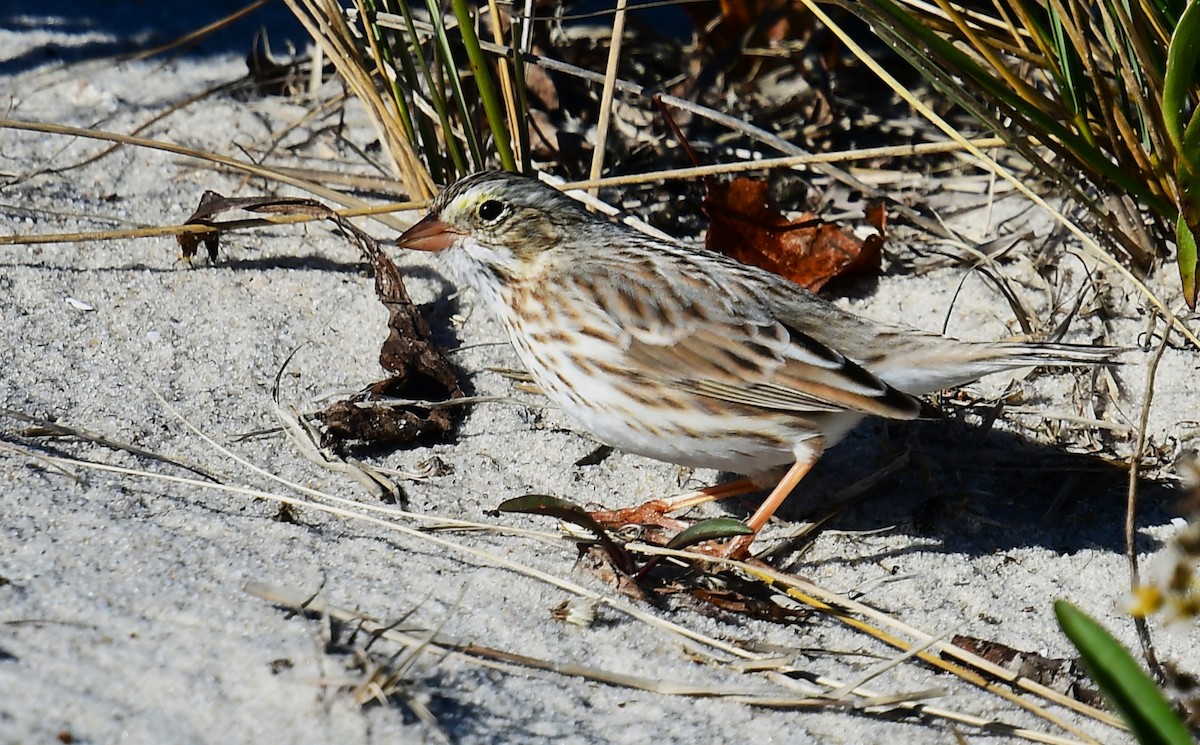 Grasammer (princeps) - ML646078323