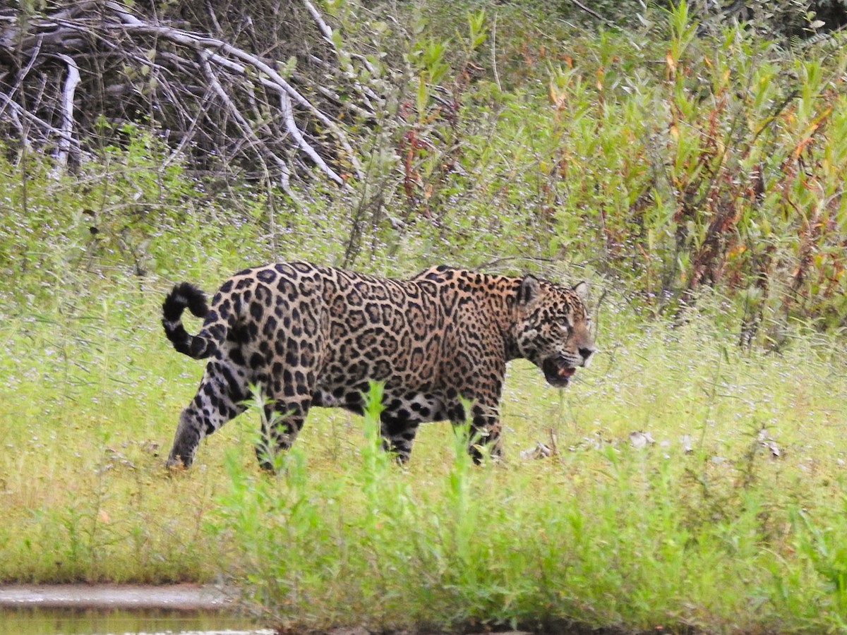 Jaguar - ML646078330