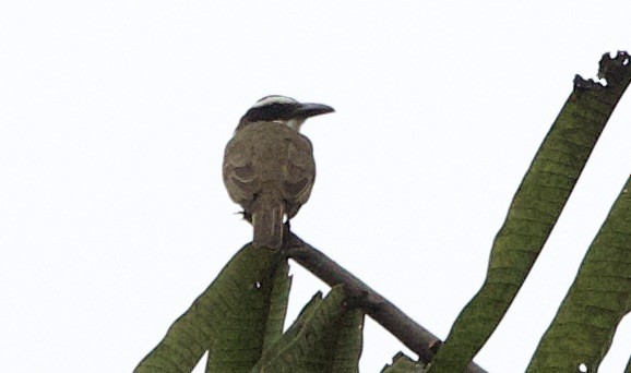 Пітанга-великодзьоб - ML646078337