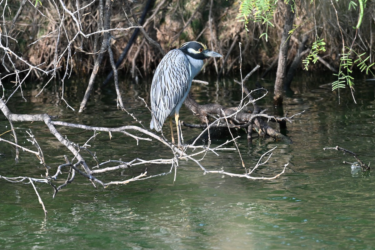 אנפת לילה צהובת-כיפה - ML646078338