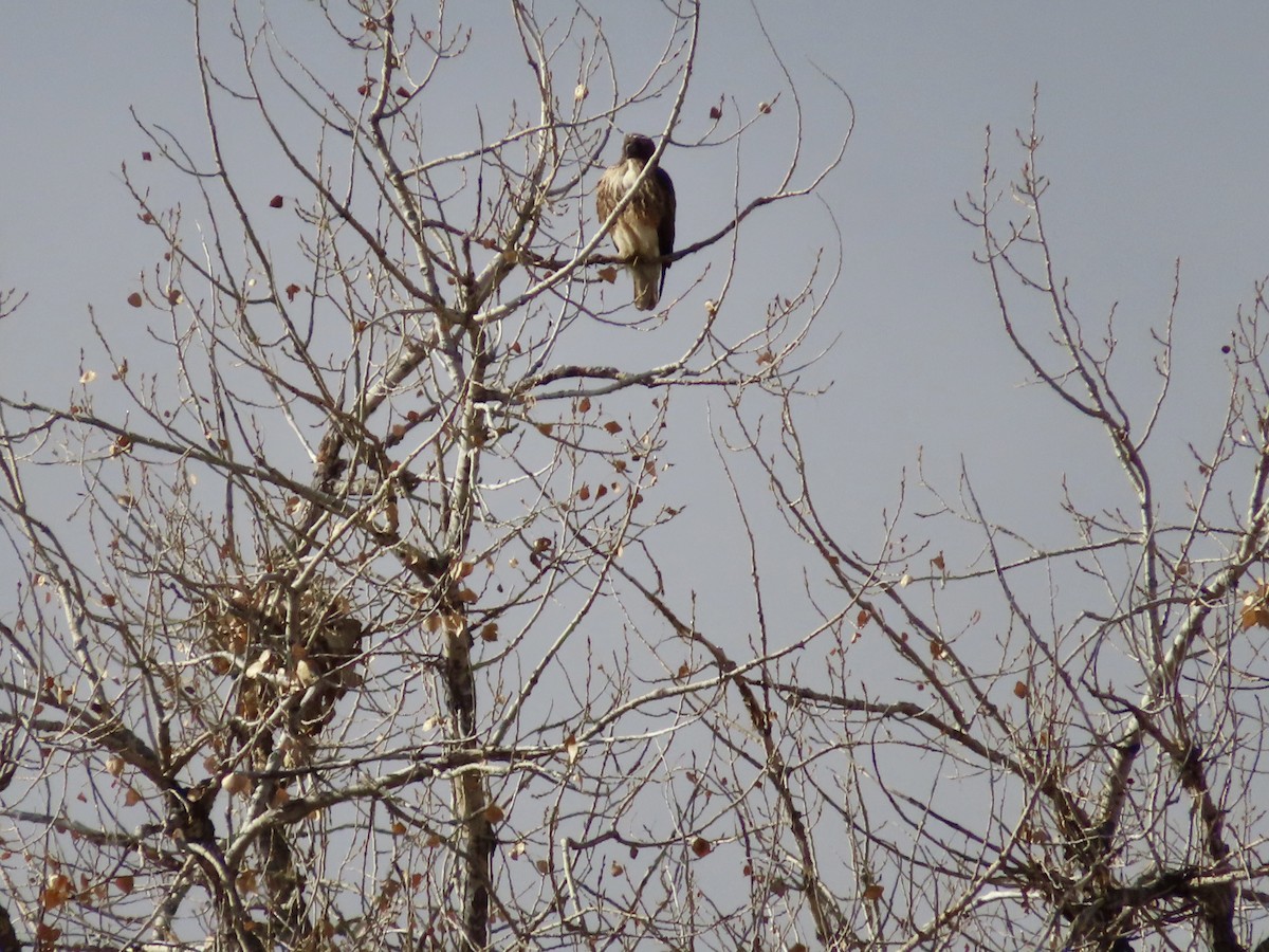 Red-tailed Hawk - ML646078339