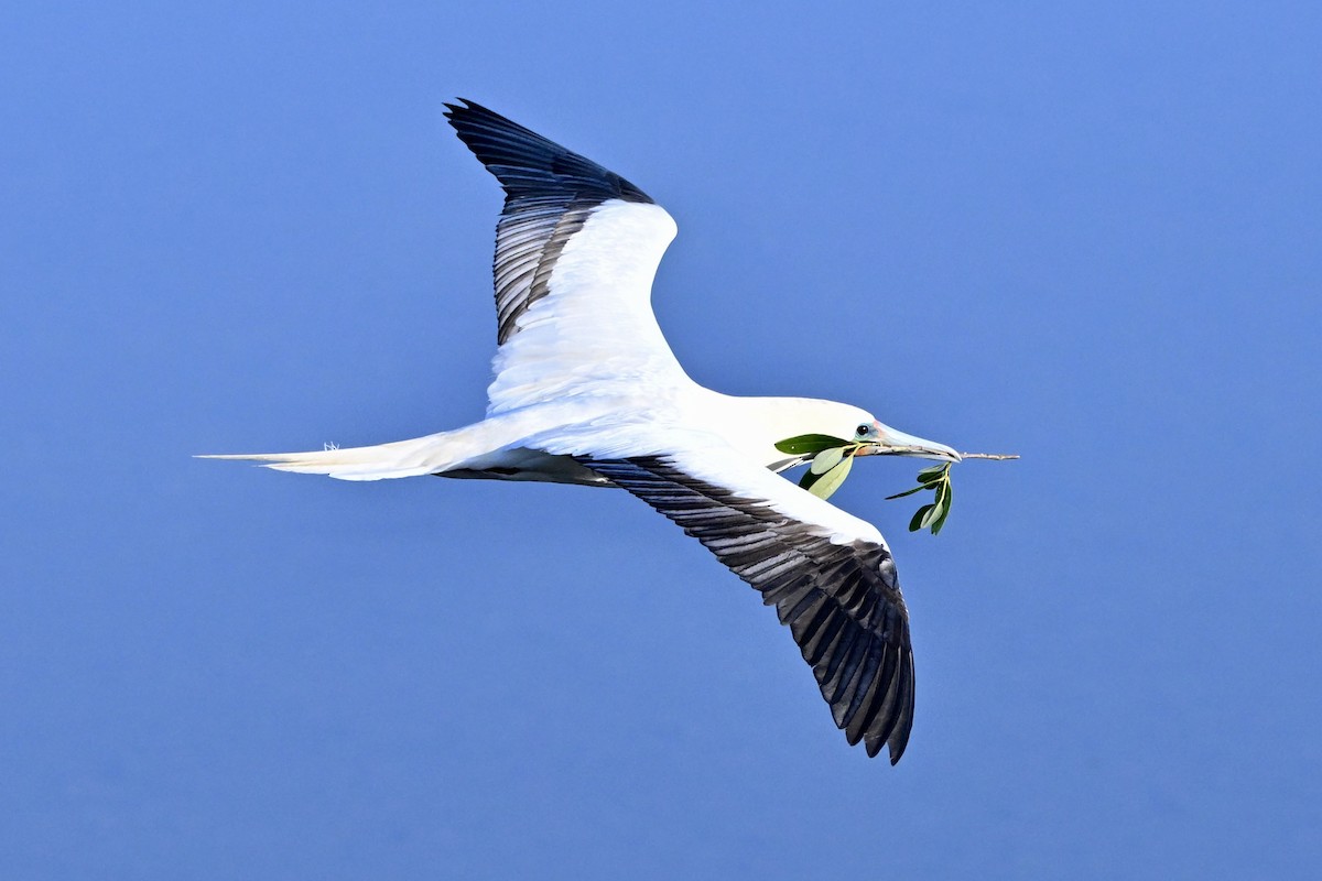 Red-footed Booby - ML646078350