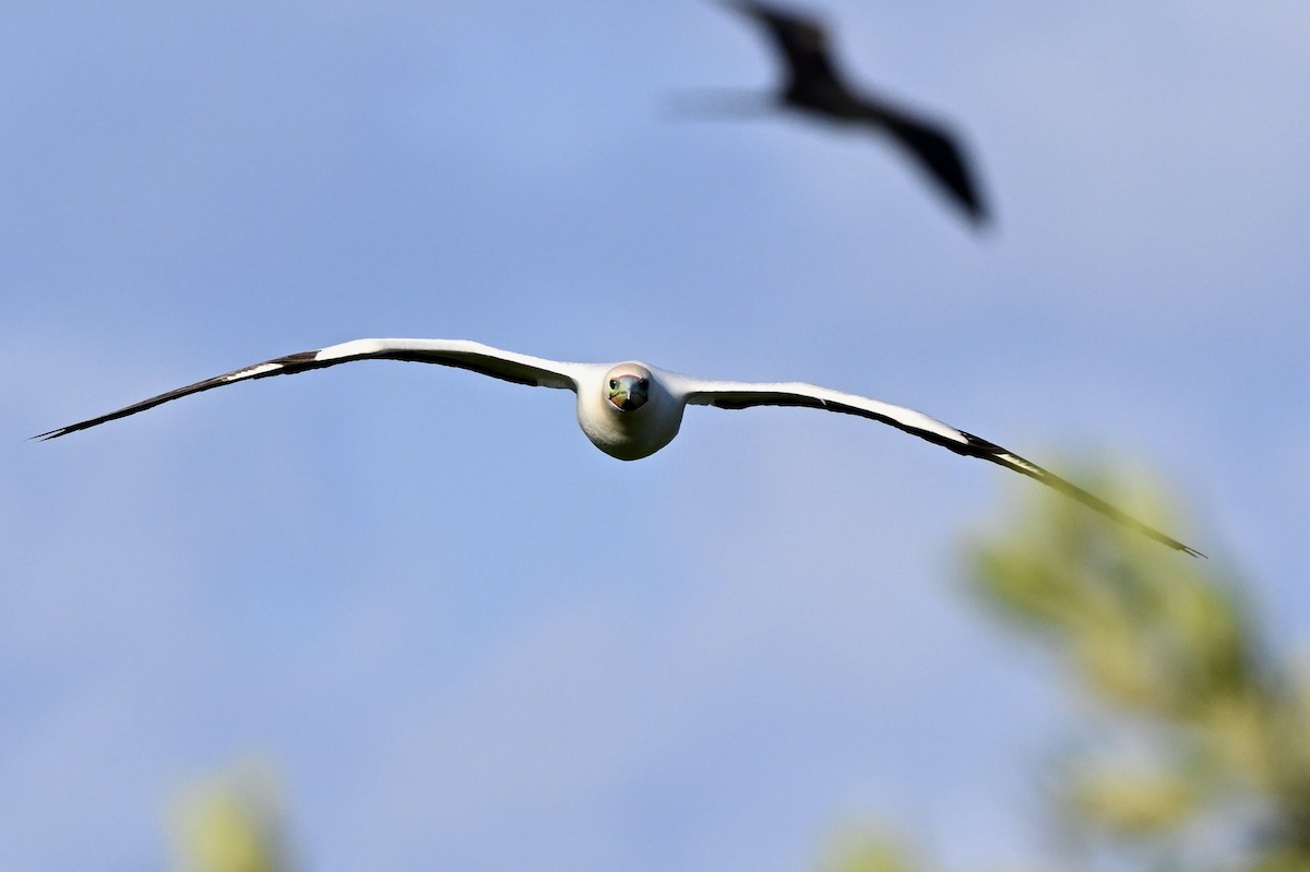 Red-footed Booby - ML646078351