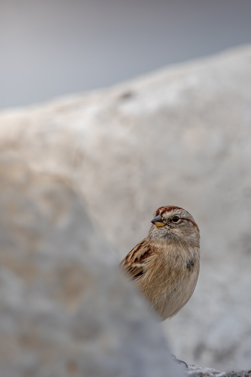 American Tree Sparrow - ML646078357