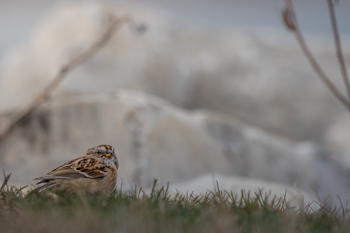 American Tree Sparrow - ML646078358
