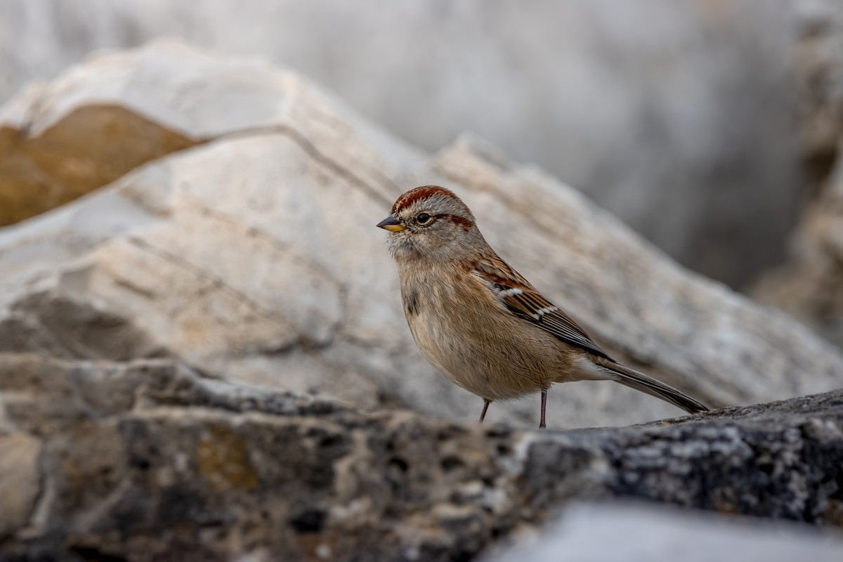 American Tree Sparrow - ML646078359