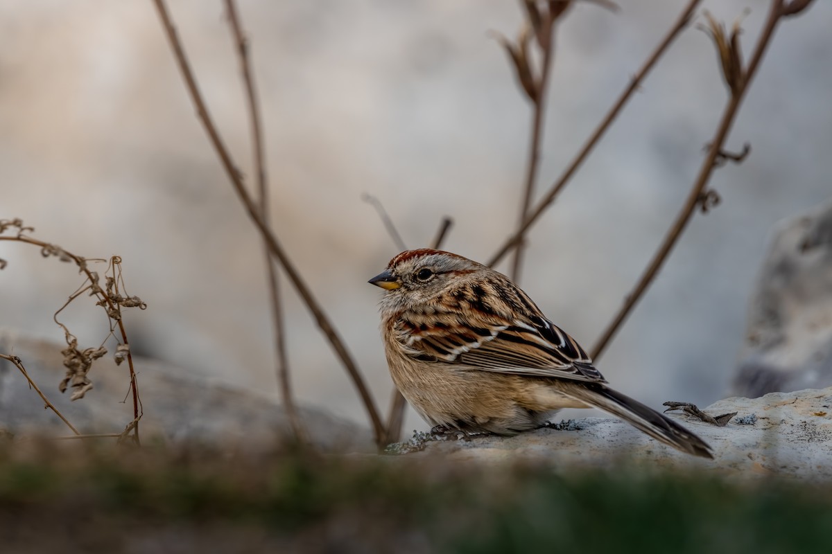American Tree Sparrow - ML646078360