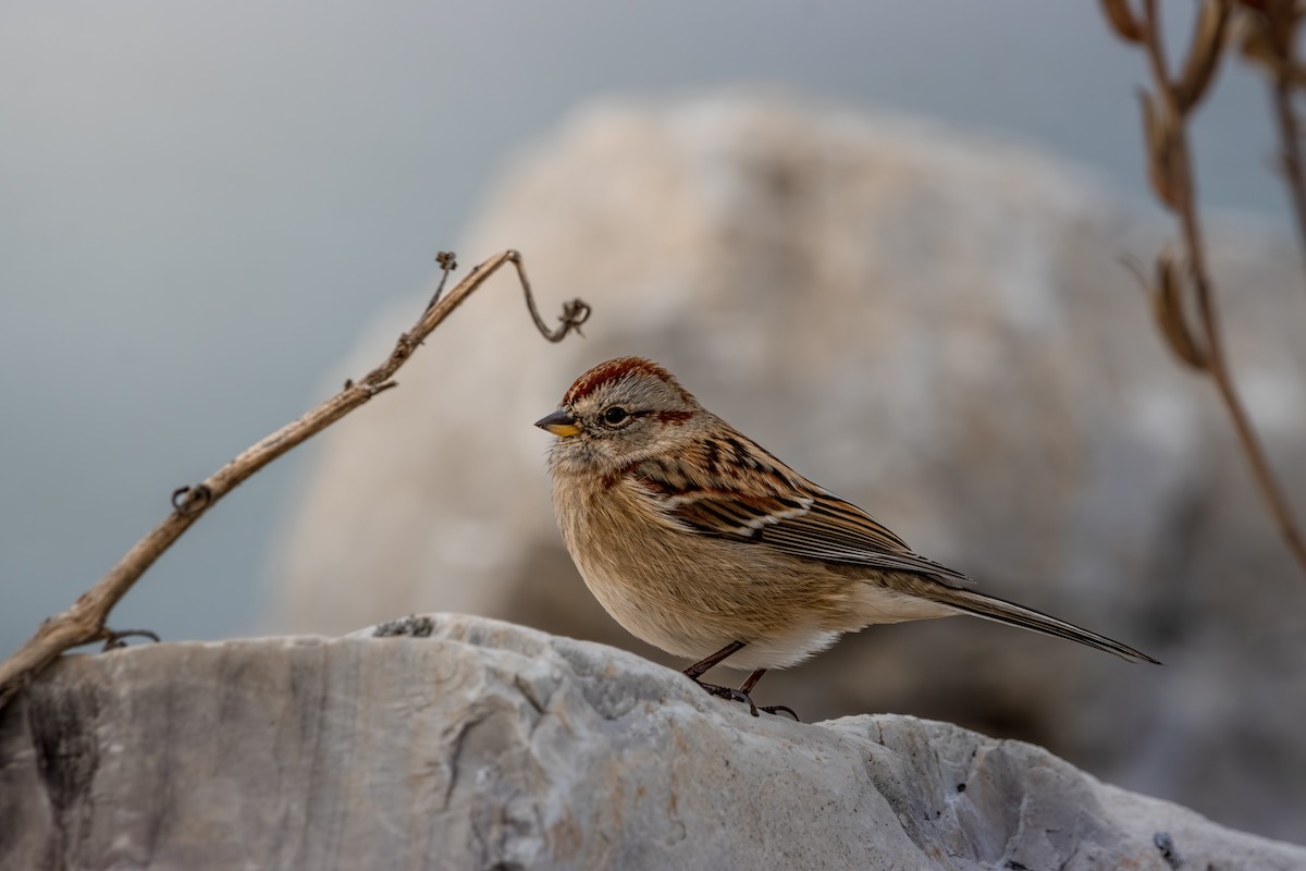 American Tree Sparrow - ML646078361