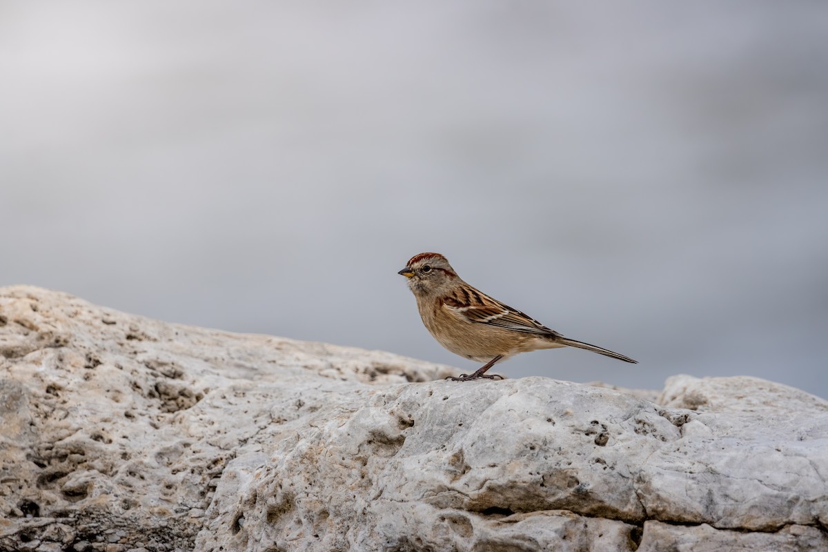 American Tree Sparrow - ML646078362