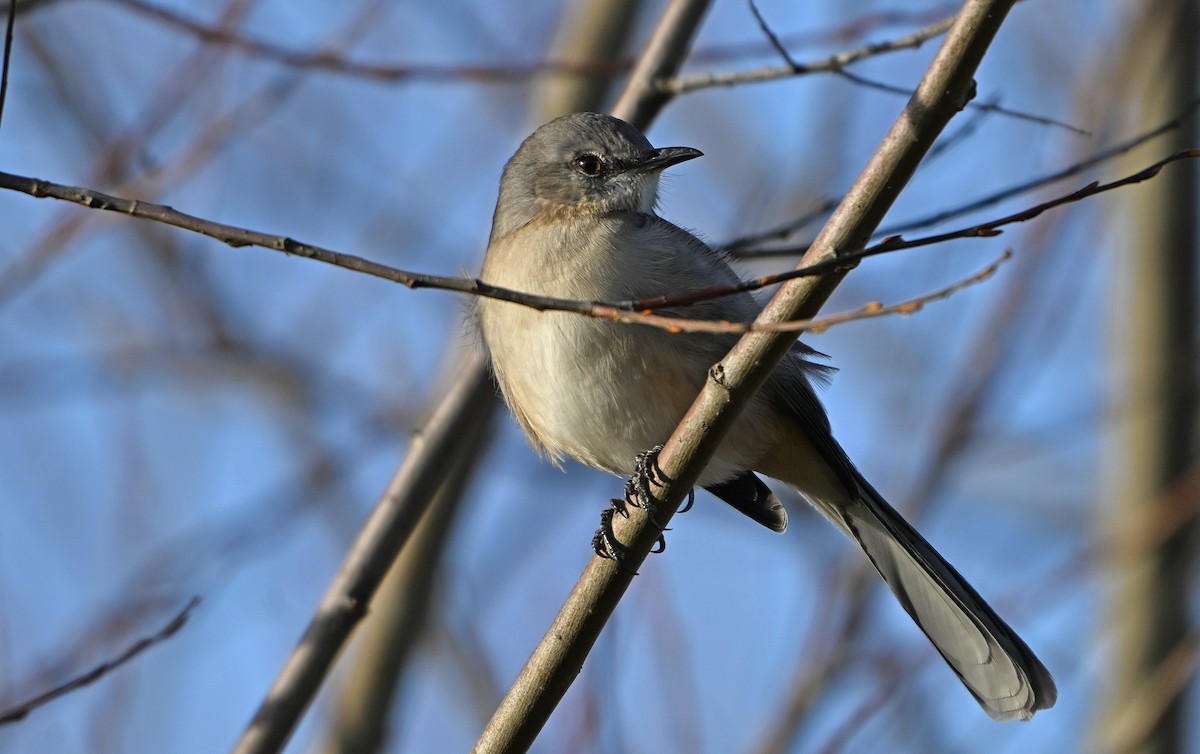 Northern Mockingbird - ML646078363