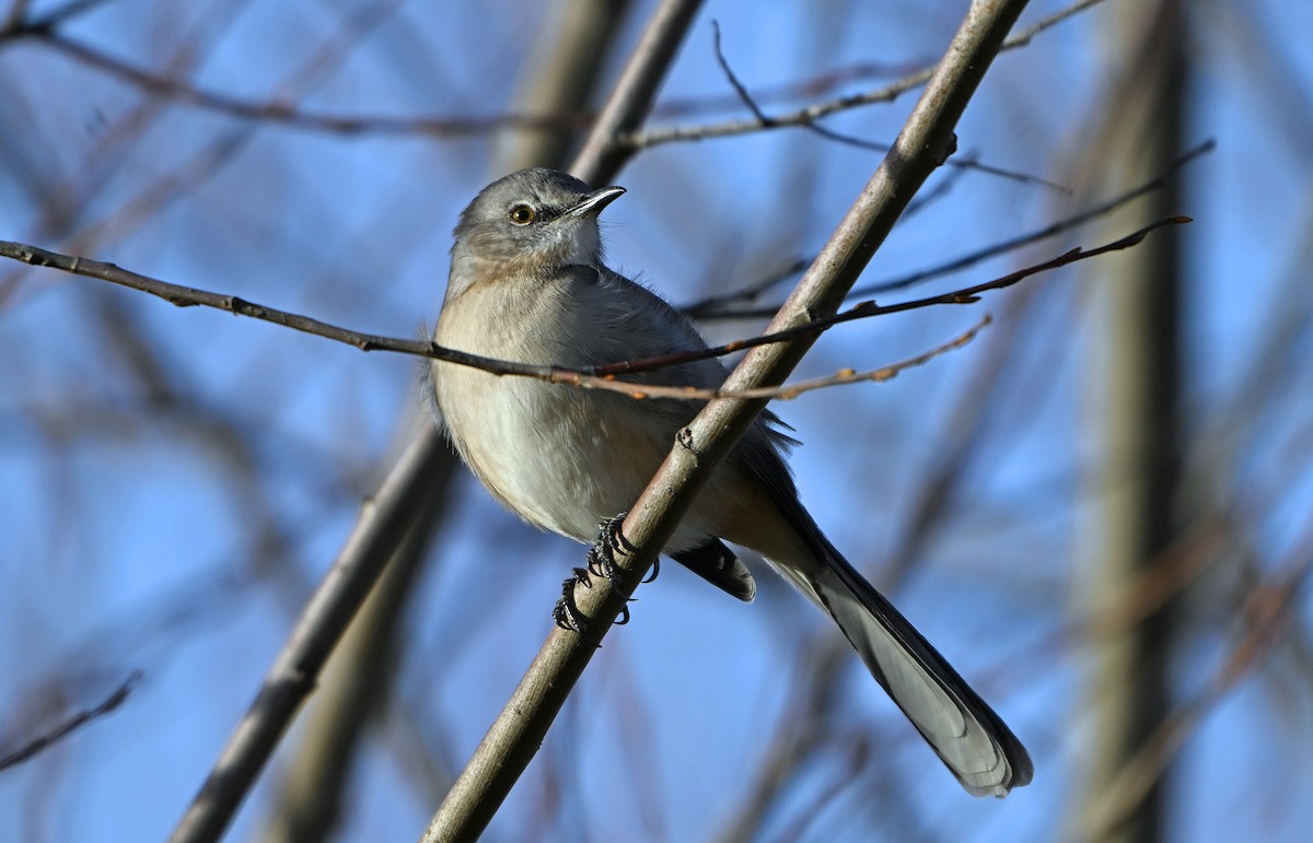 Northern Mockingbird - ML646078365