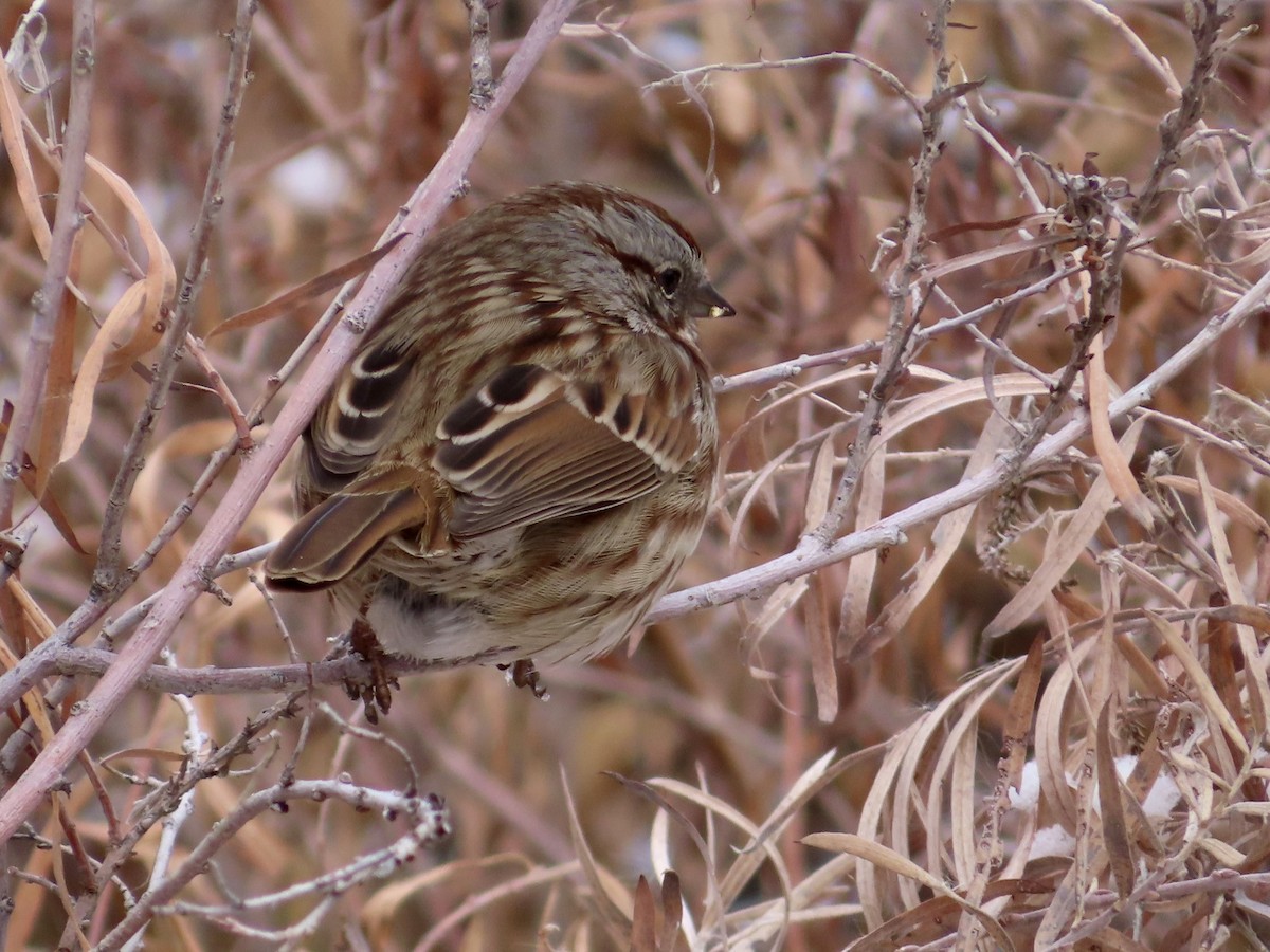 Song Sparrow - ML646078366