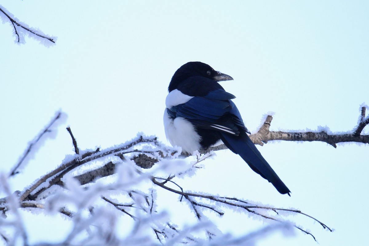 straka americká - ML646078370