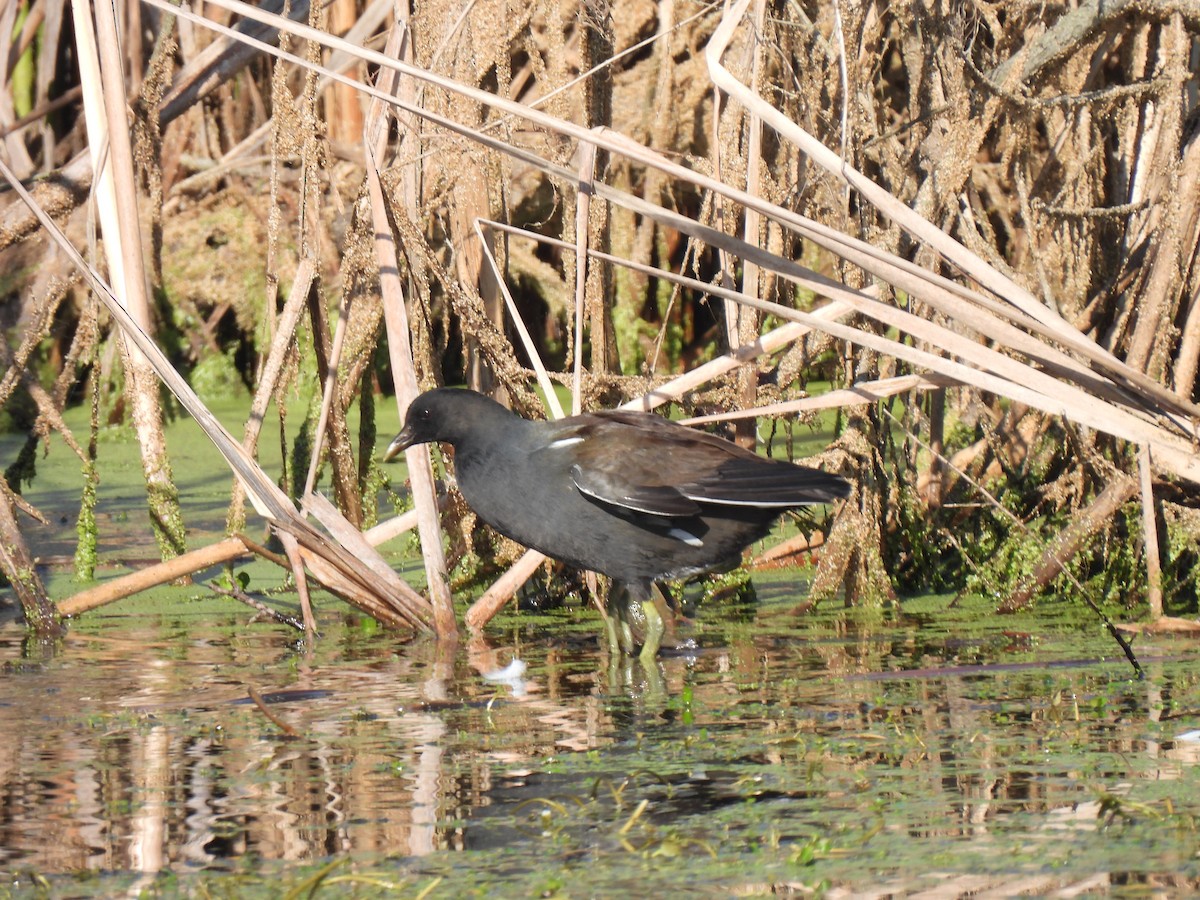 Gallinule d'Amérique - ML646078380