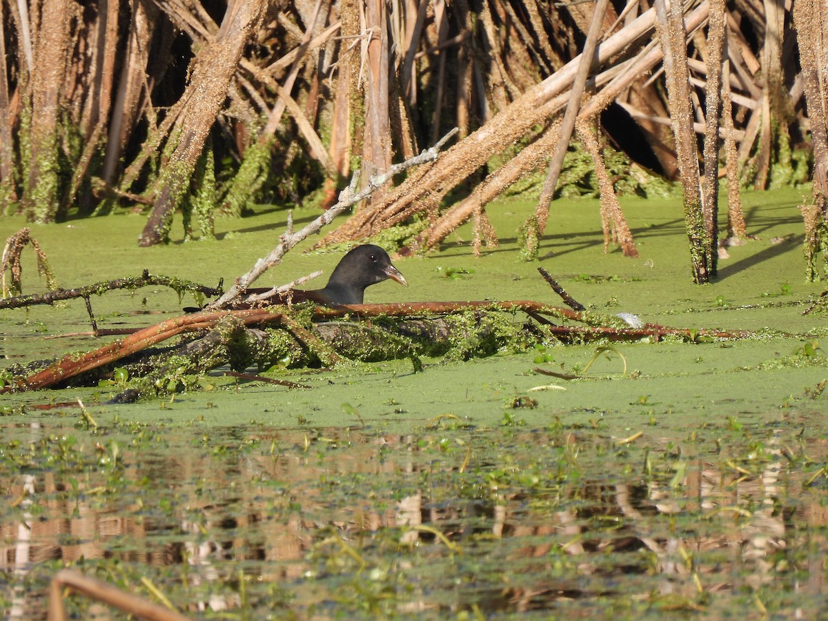 Gallinule d'Amérique - ML646078381