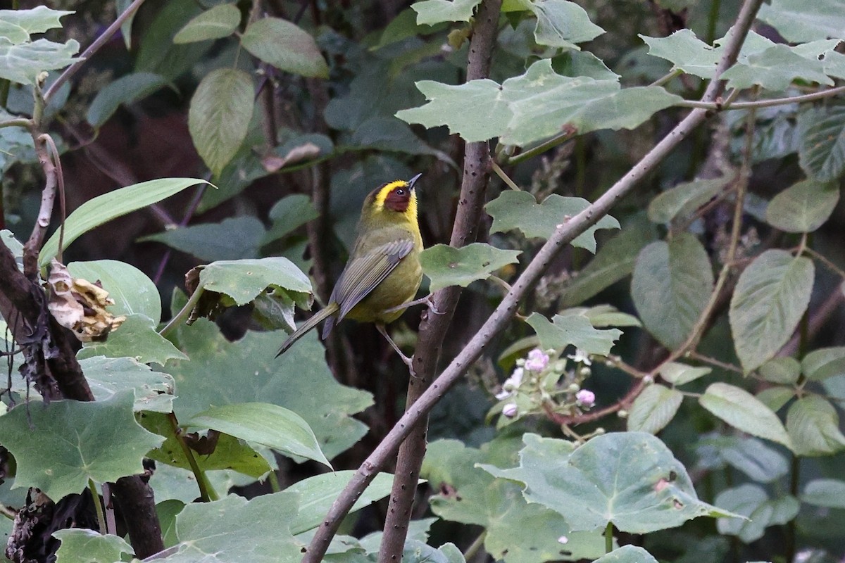 キンマユアメリカムシクイ - ML646078386