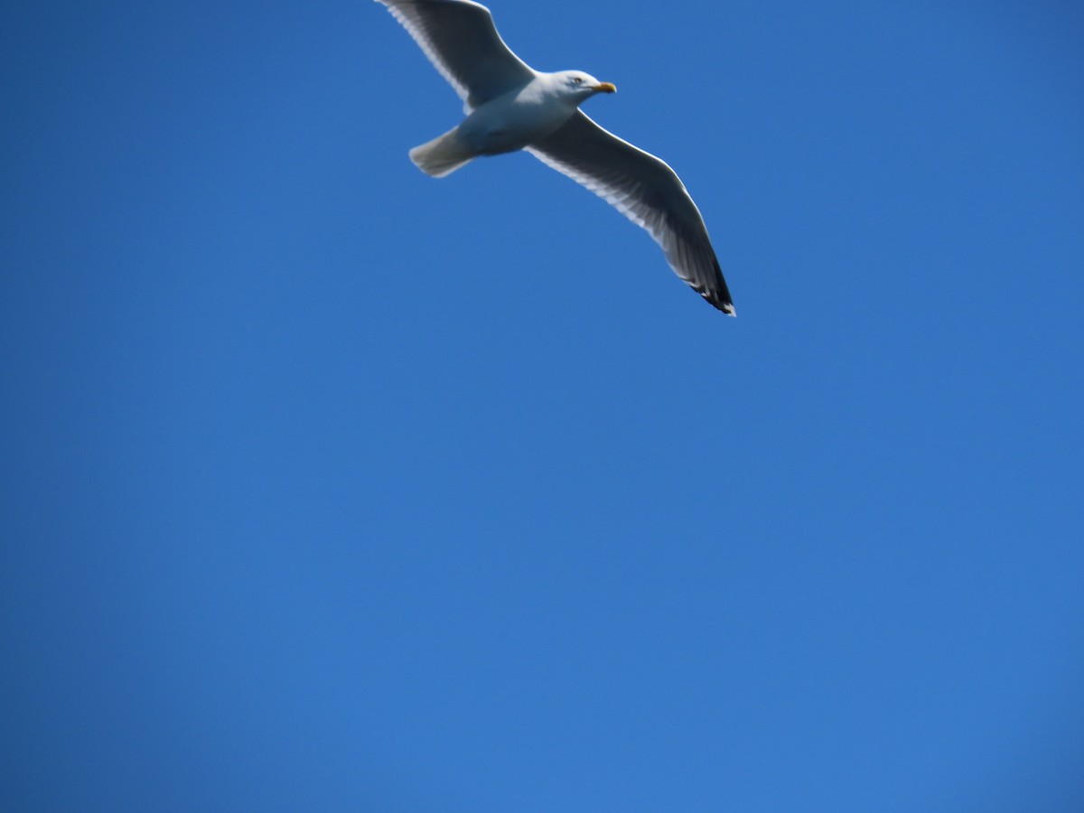 American Herring Gull - ML646078391