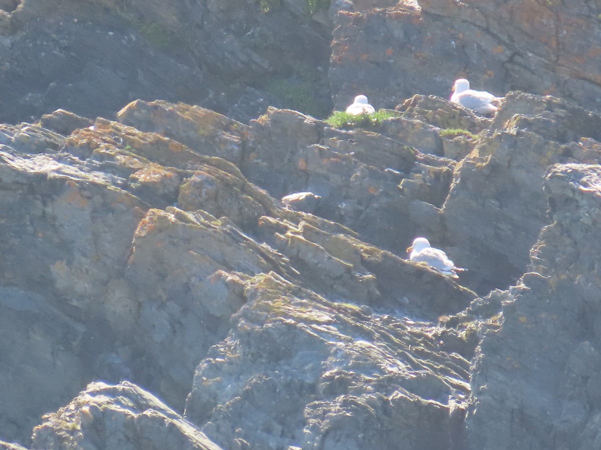 American Herring Gull - ML646078394