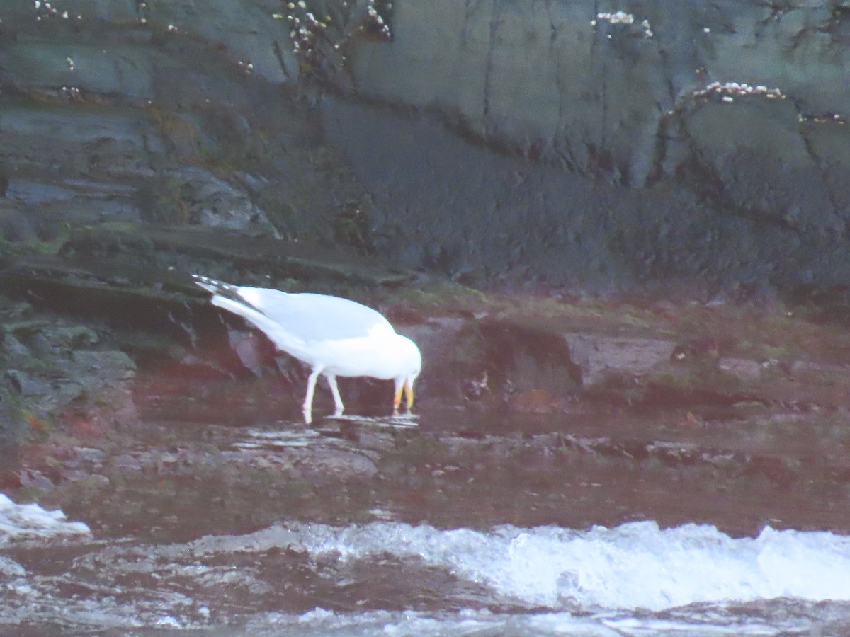 American Herring Gull - ML646078395