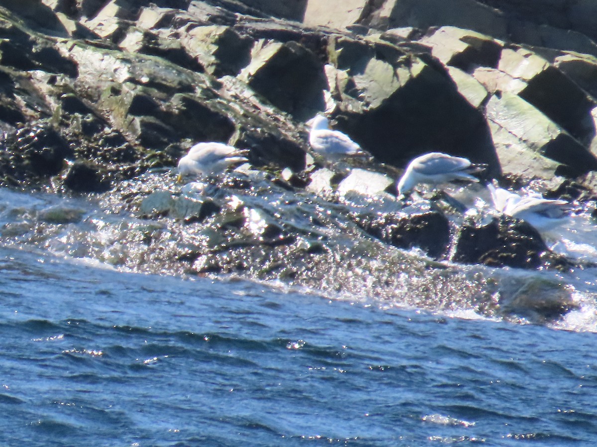 American Herring Gull - ML646078397