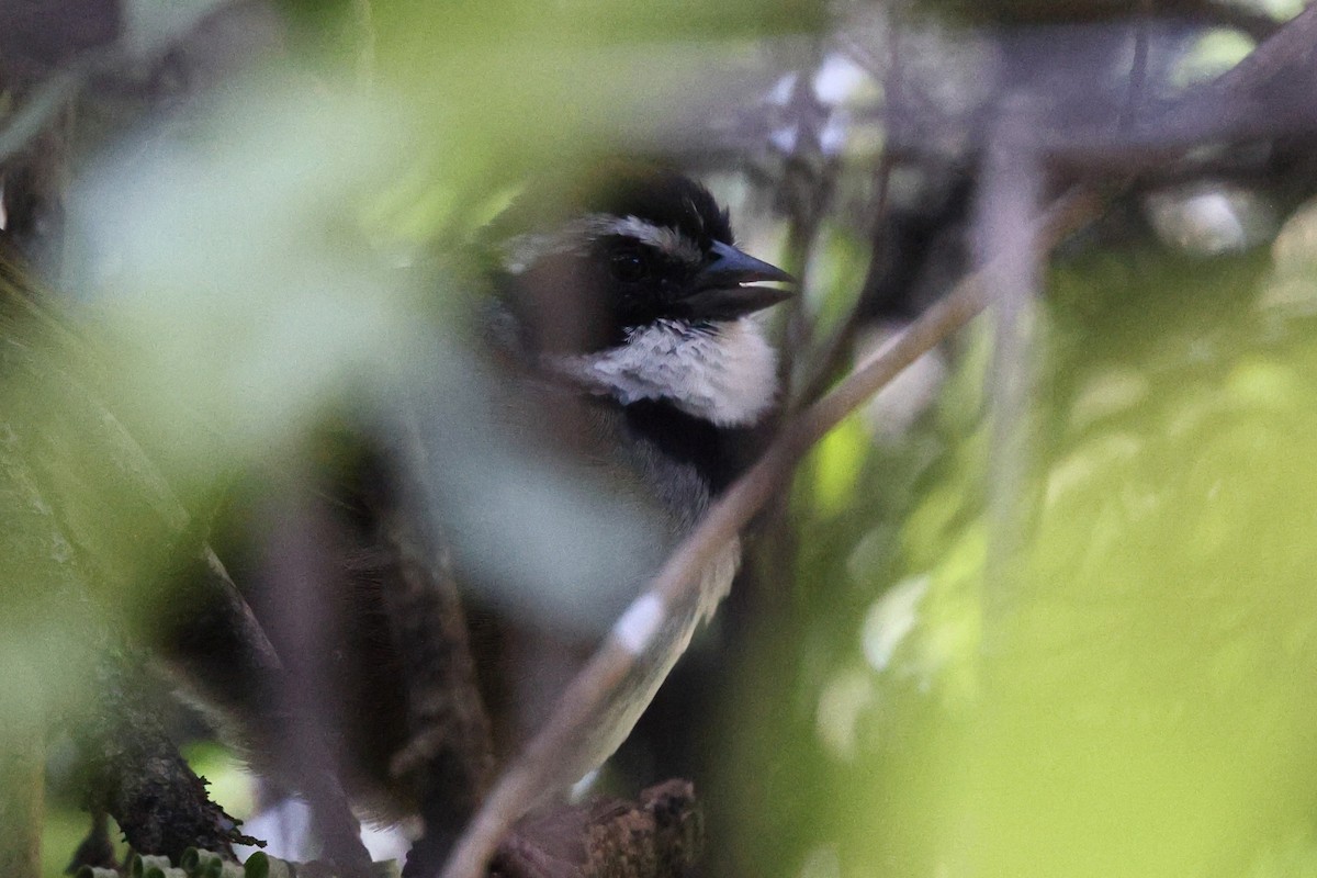 beltetovi - ML646078398