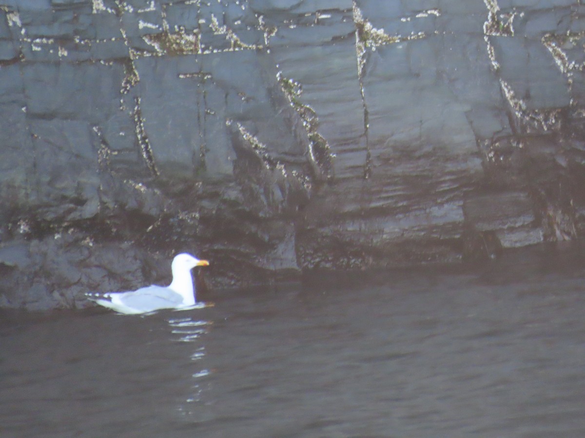 American Herring Gull - ML646078399