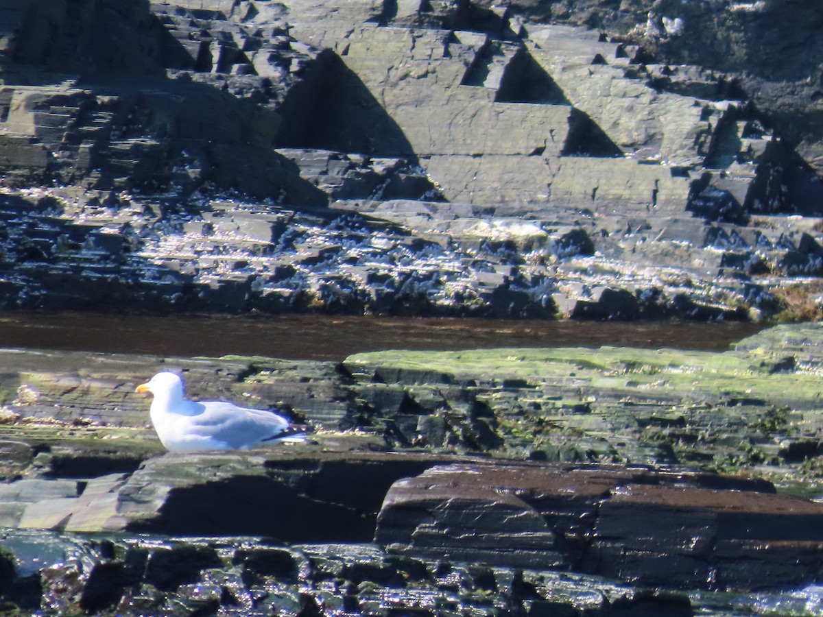 American Herring Gull - ML646078400