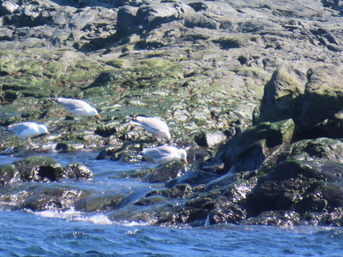 American Herring Gull - ML646078402