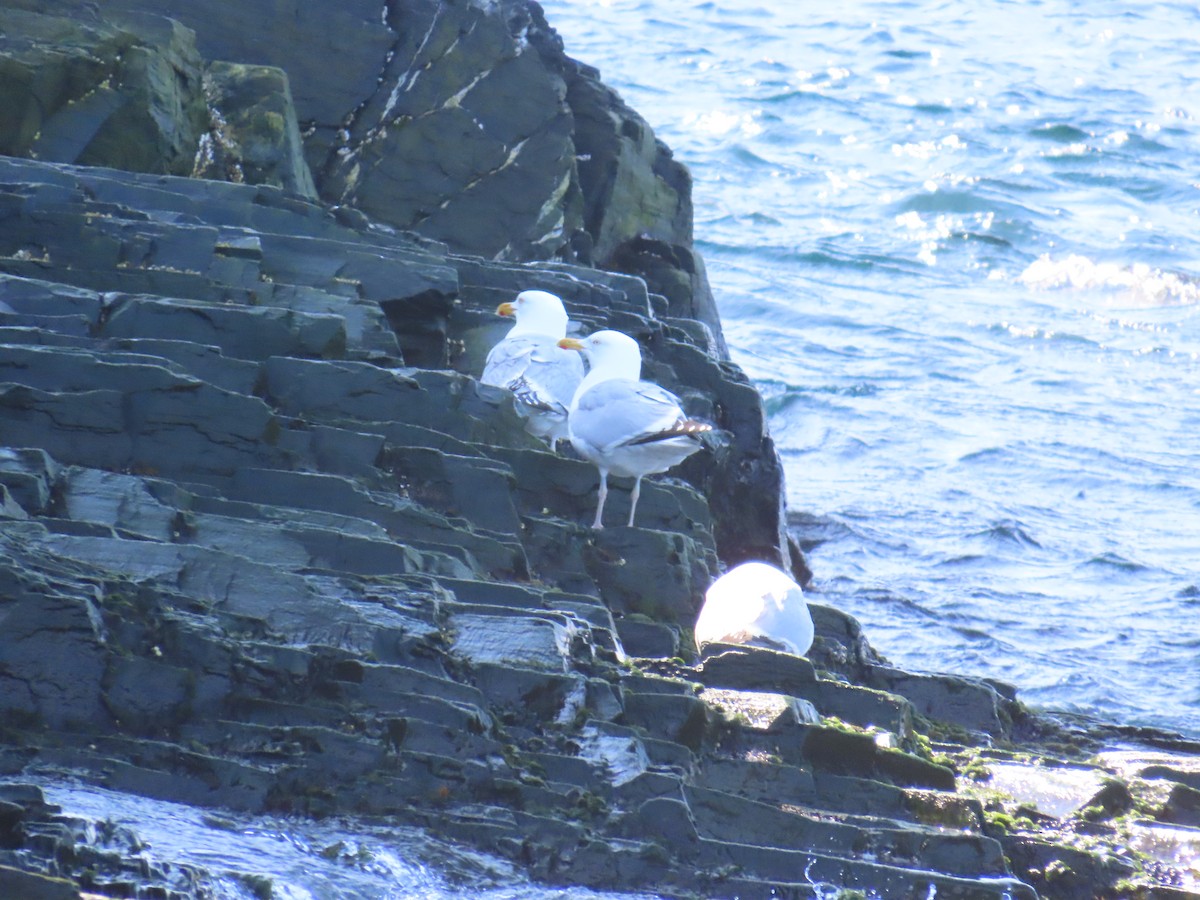 American Herring Gull - ML646078403