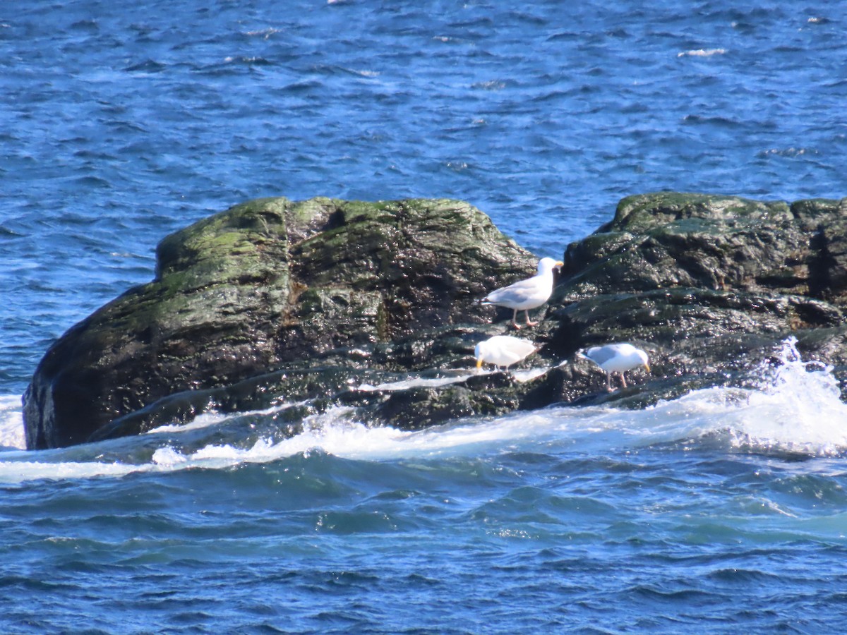 American Herring Gull - ML646078404