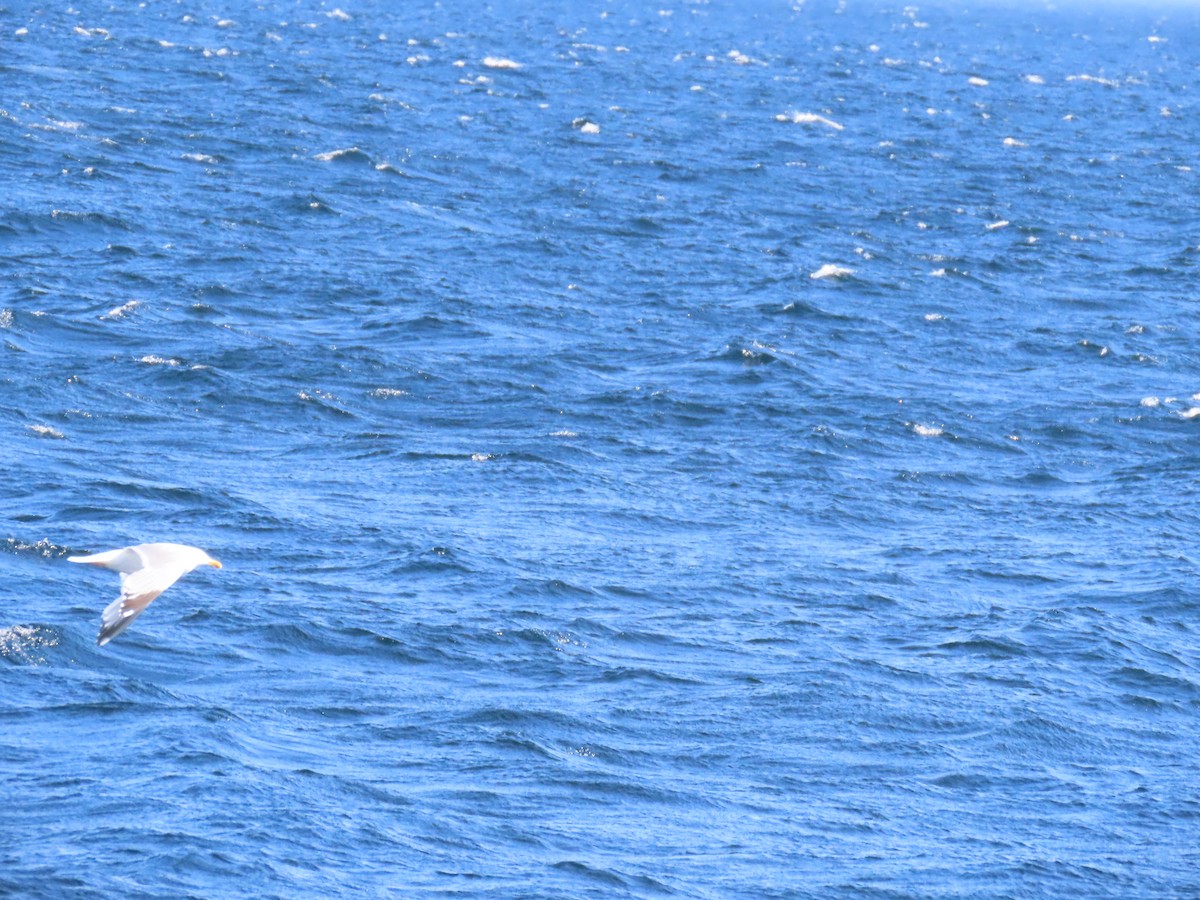 American Herring Gull - ML646078405