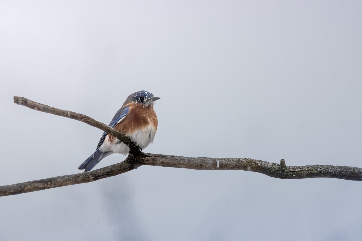 Eastern Bluebird - ML646078406
