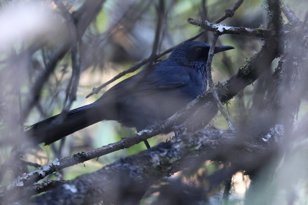 Kuitlakotxe urdina - ML646078409