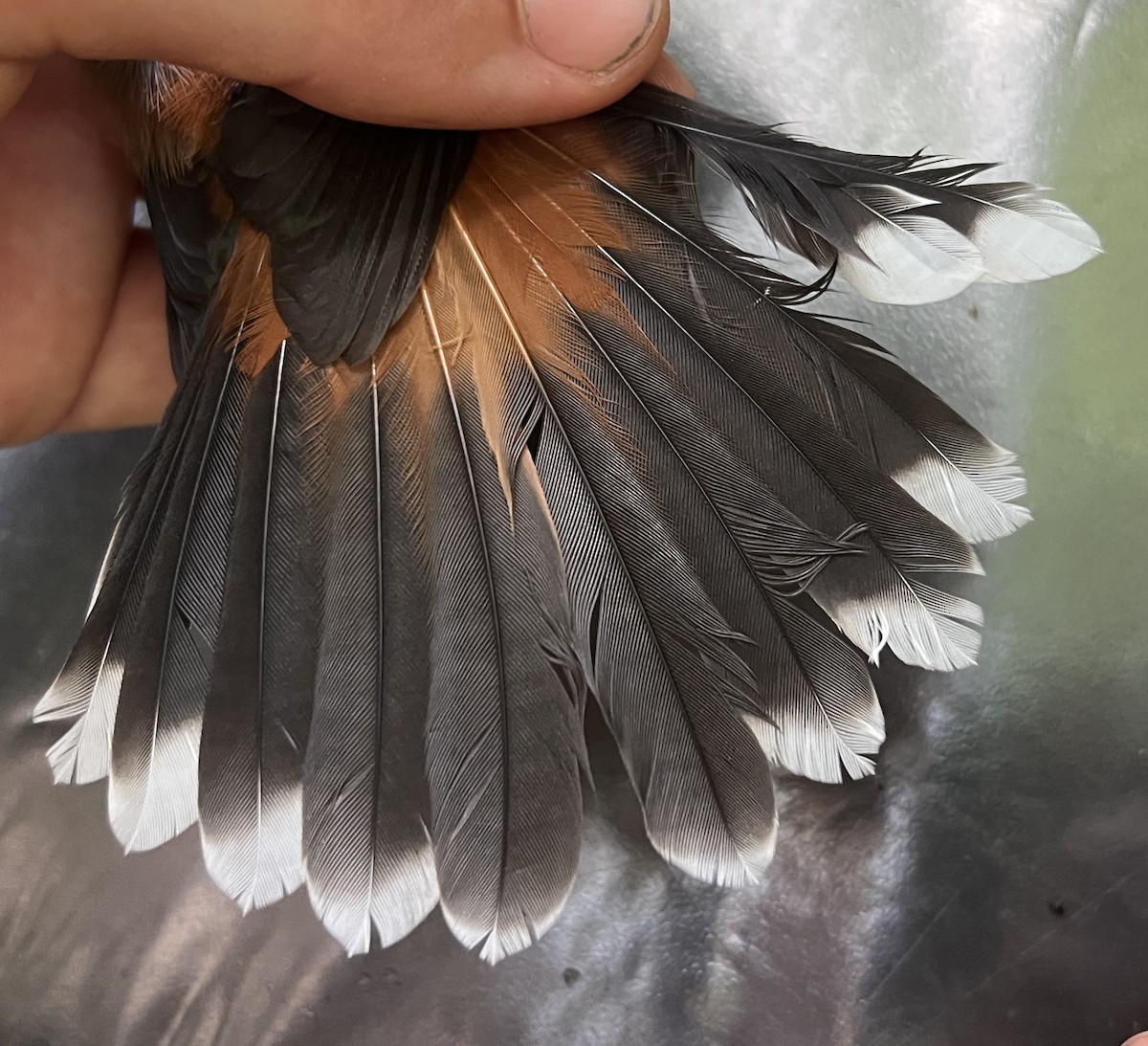 Micronesian Rufous Fantail (Marianas) - ML646078411