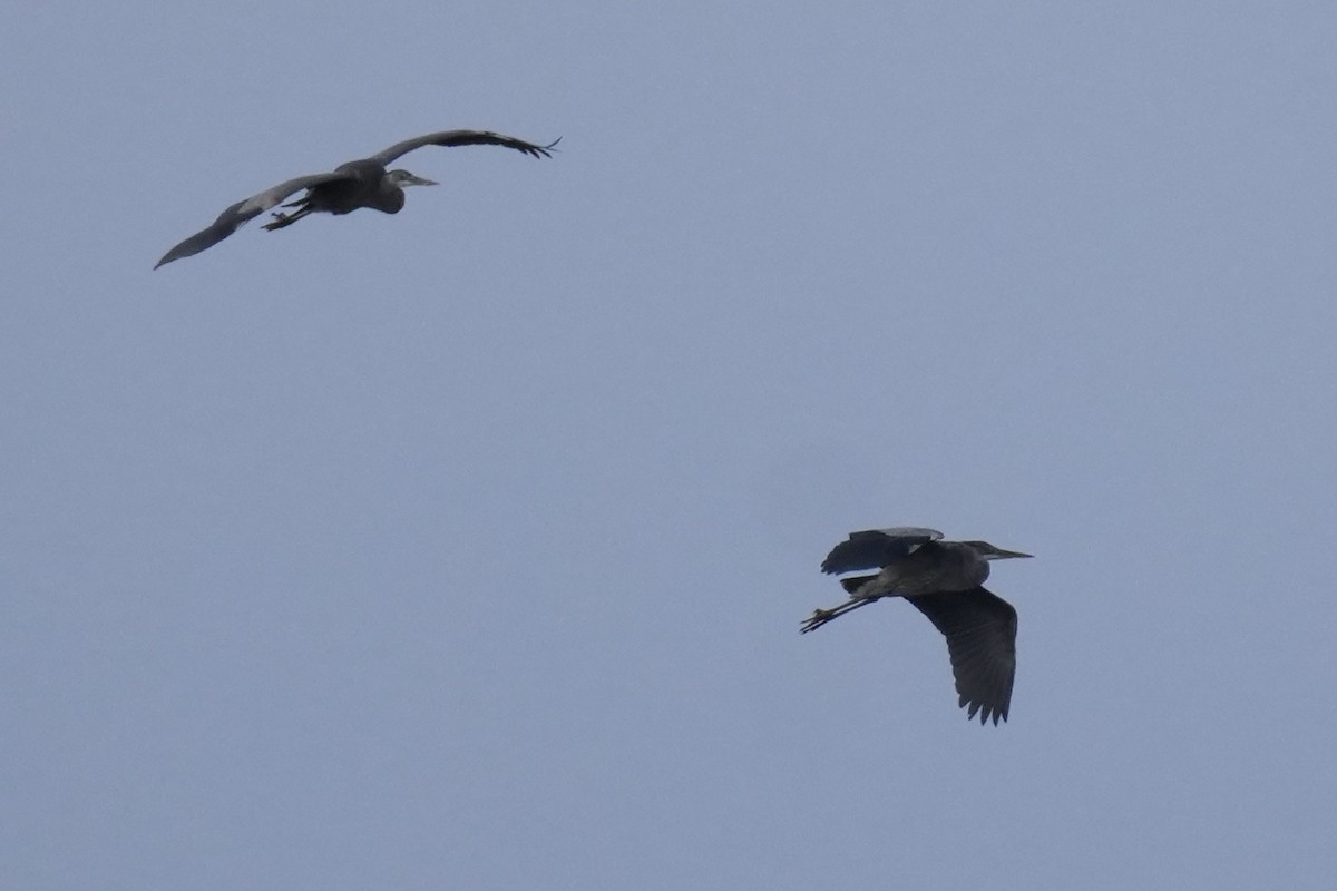 Great Blue Heron - ML646078417