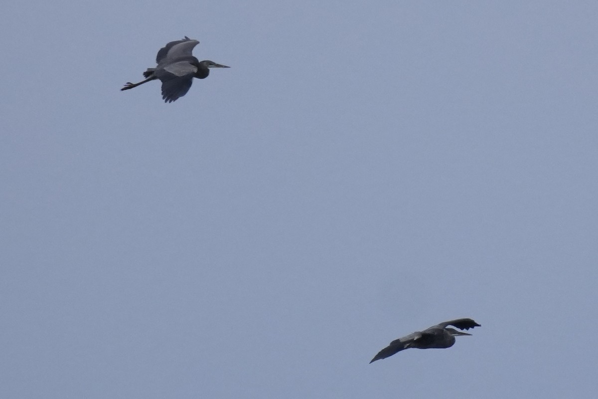 Great Blue Heron - ML646078418