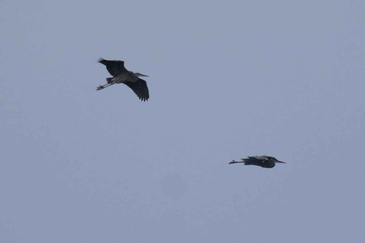 Great Blue Heron - ML646078419