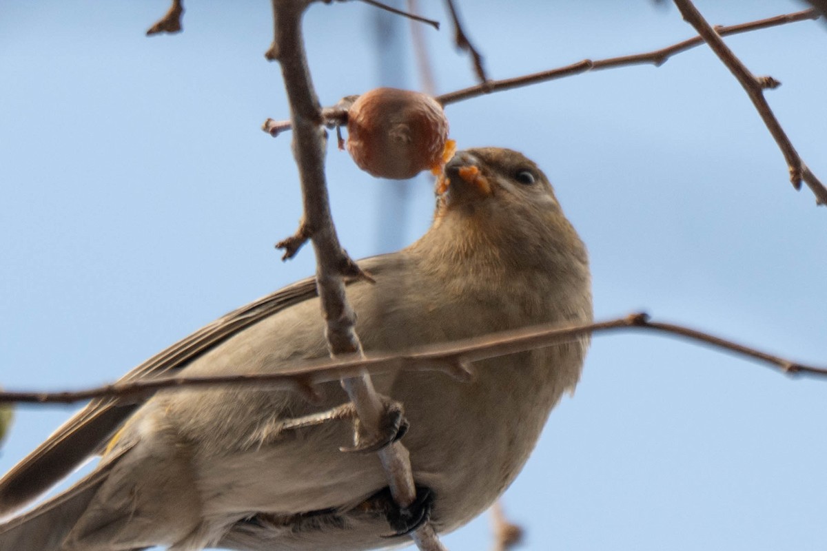 Смеречник тайговий - ML646078420