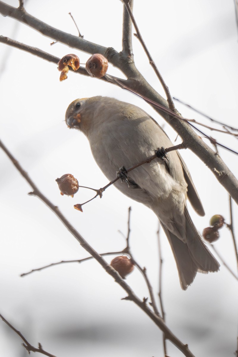 Смеречник тайговий - ML646078421
