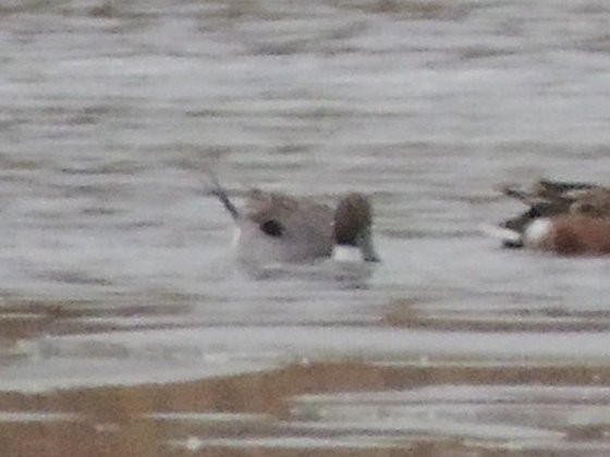 Northern Pintail - ML646078424