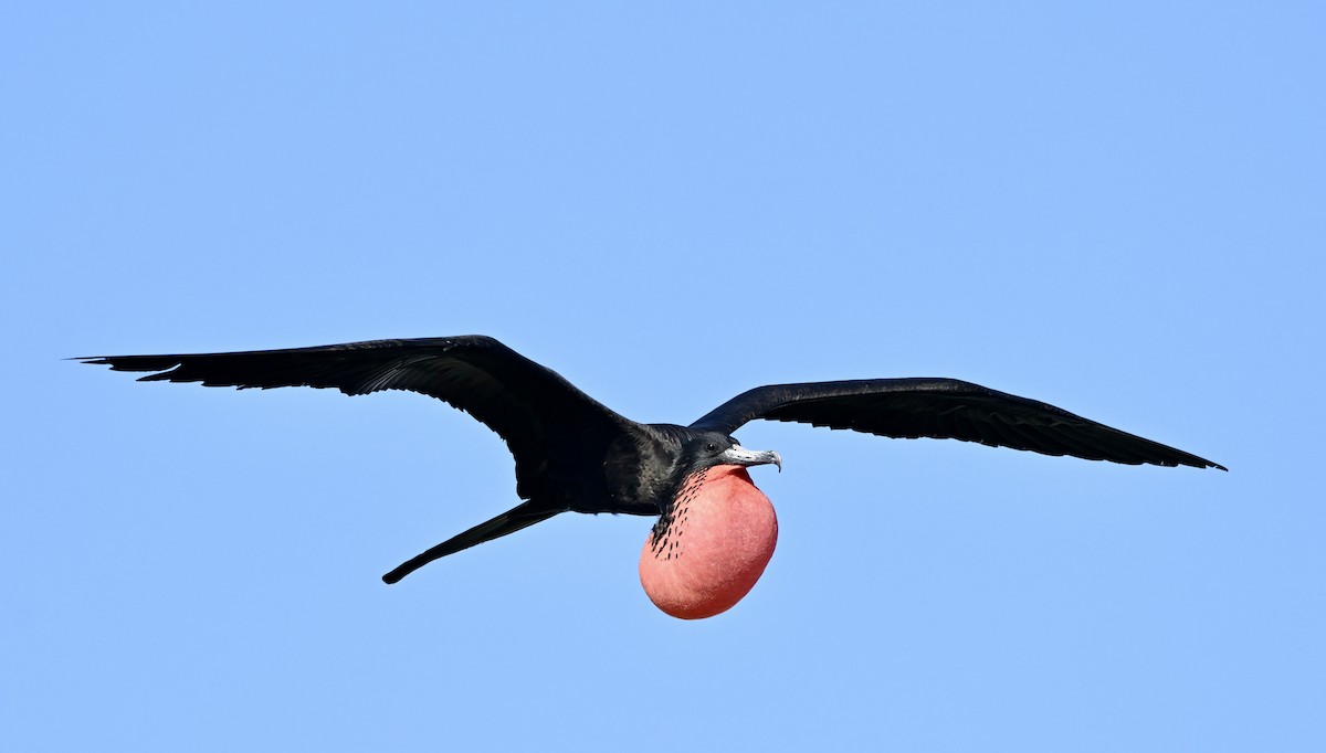 Magnificent Frigatebird - ML646078425