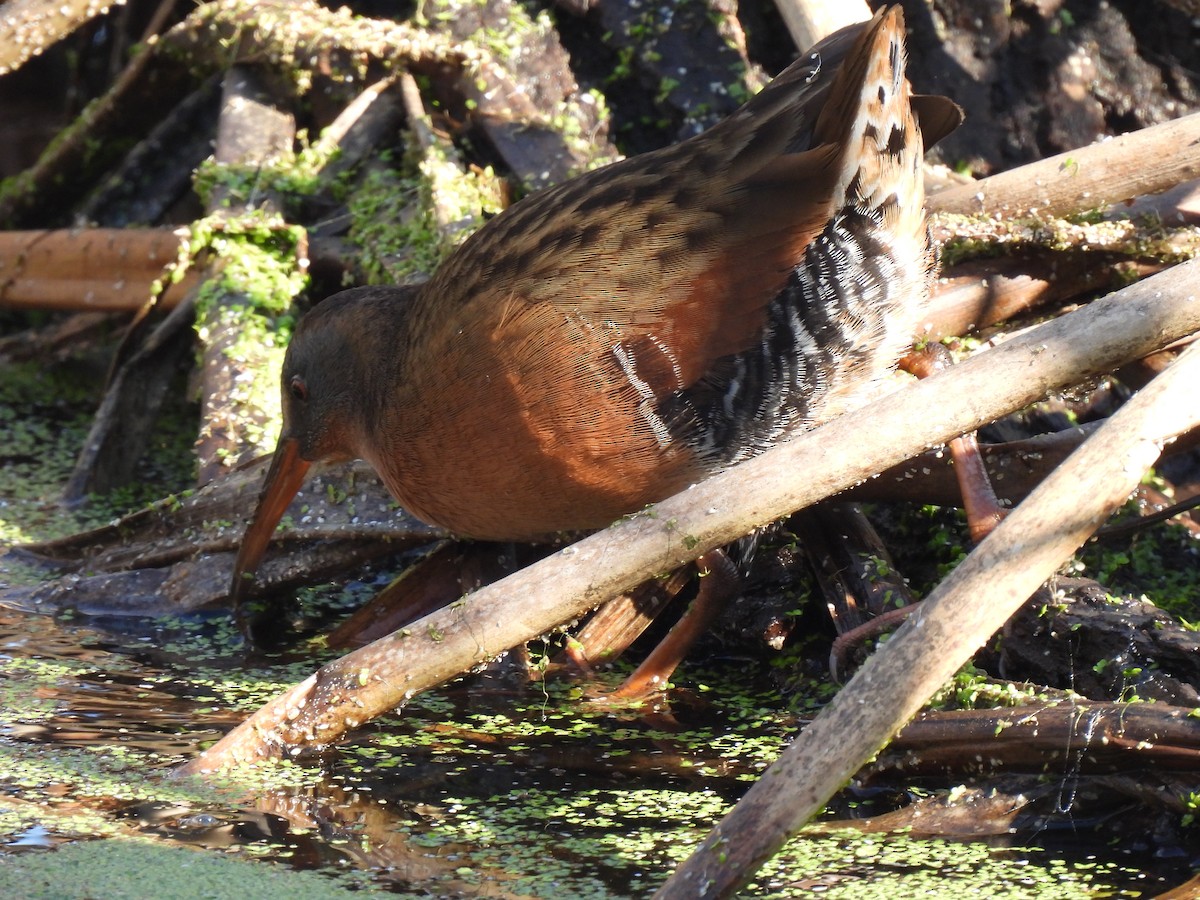 Пастушок віргінський - ML646078427