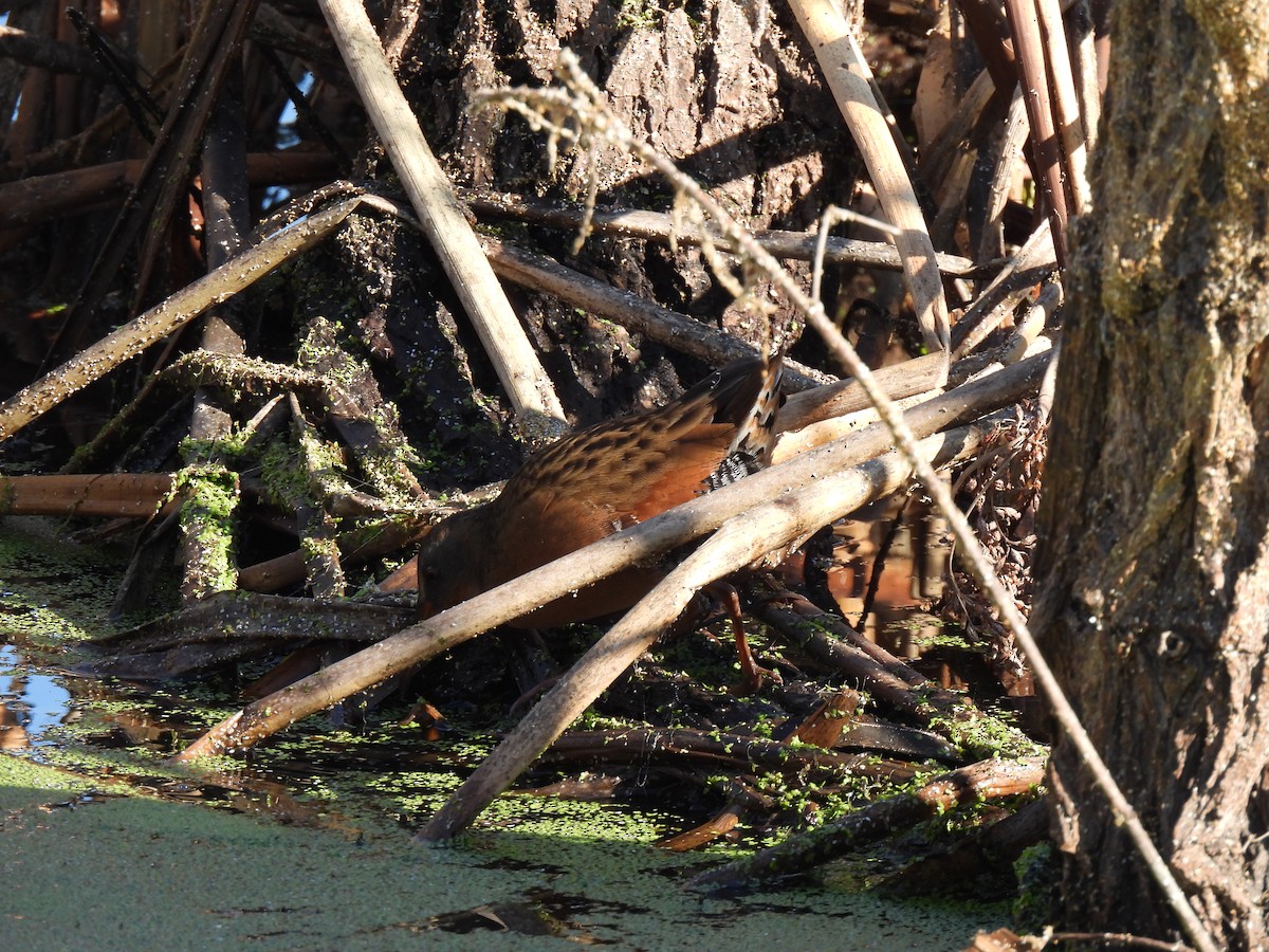Пастушок віргінський - ML646078428