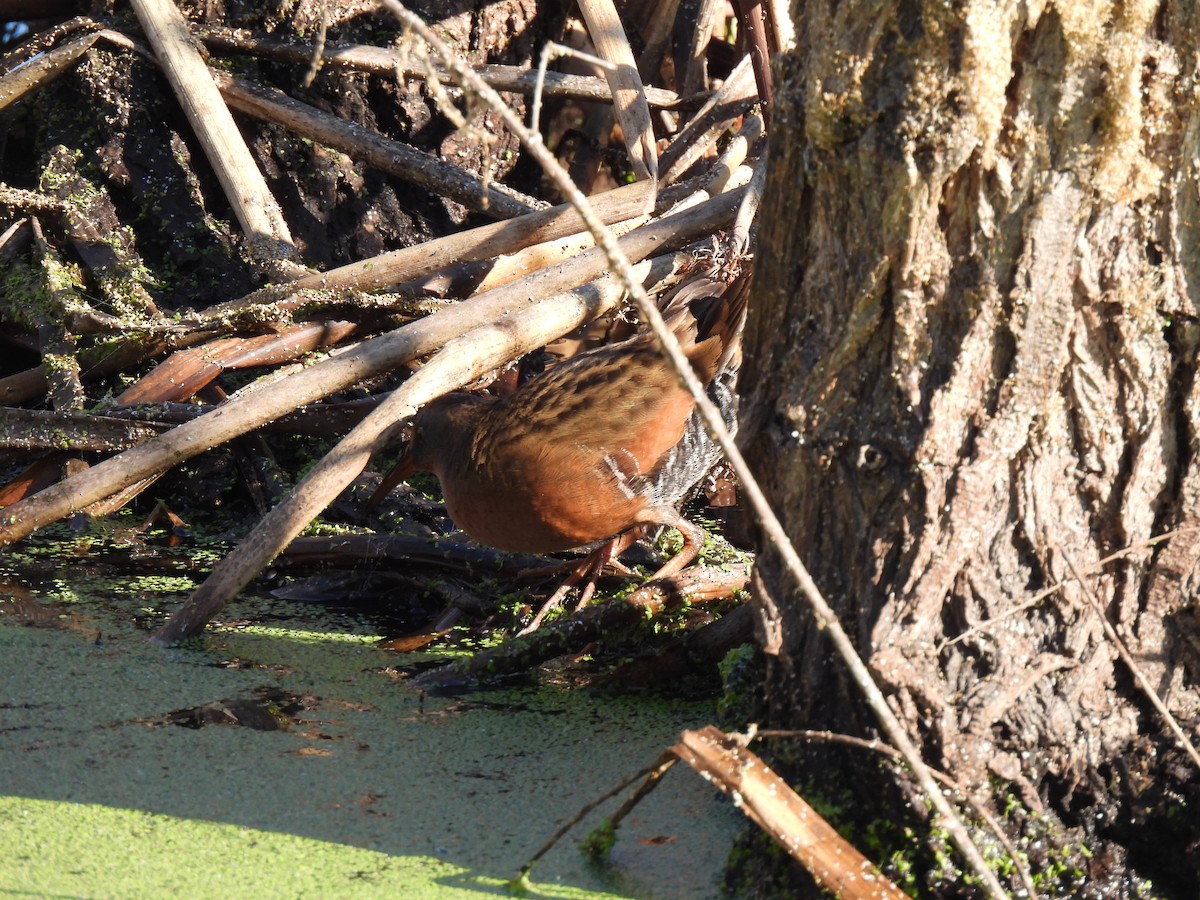 Пастушок віргінський - ML646078429