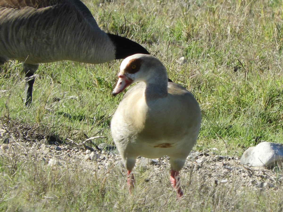 埃及雁 - ML646078430