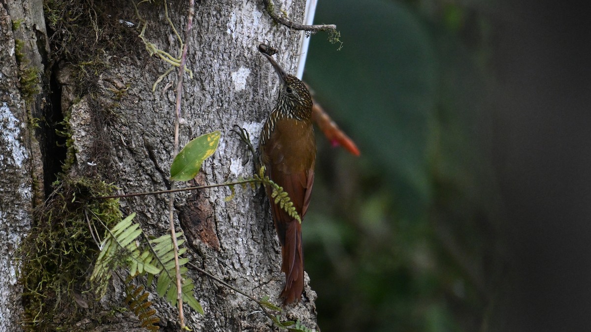 tåretreløper - ML646078431