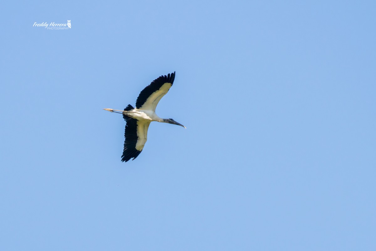 Wood Stork - ML646078432