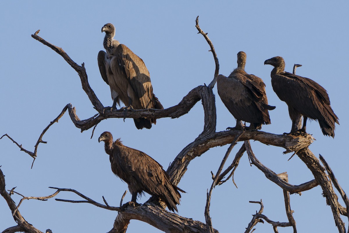 Ak Sırtlı Akbaba - ML646078436