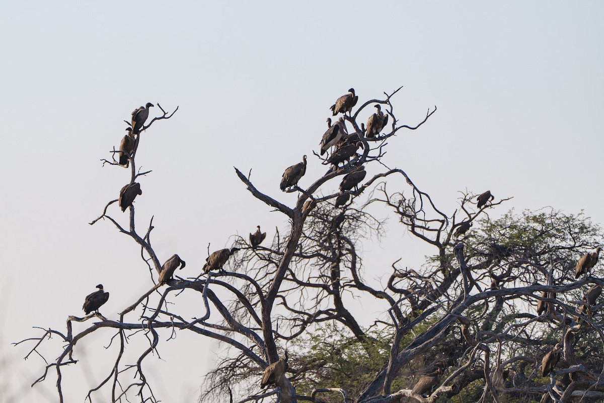 Ak Sırtlı Akbaba - ML646078437